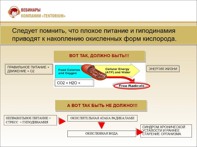 НЕПРАВИЛЬНОЕ ПИТАНИЕ + СТРЕСС  + ГИПОДИНАМИЯ  ОКИСЛИТЕЛЬНАЯ АТАКА РАДИКАЛАМИ  СИНДРОМ ХРОНИЧЕСКОЙ